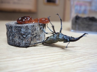 ミヤマクワガタ.jpg