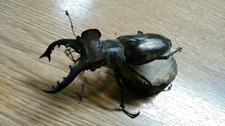KIMG0397_20180608144319.jpg