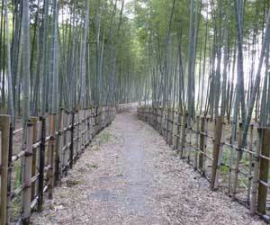 bitikurin.jpg